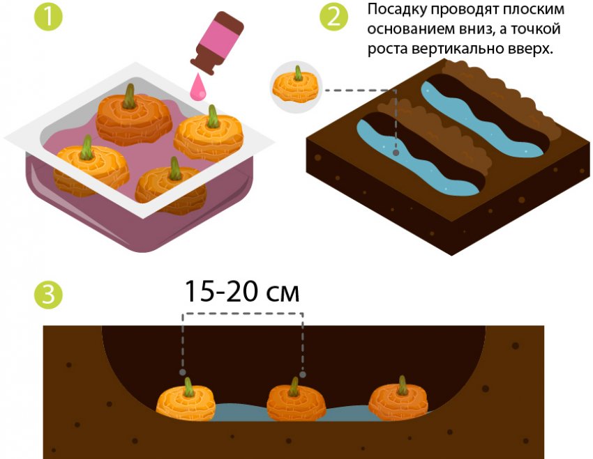 Схема висадки гладіолусів Схема висадки гладіолусів