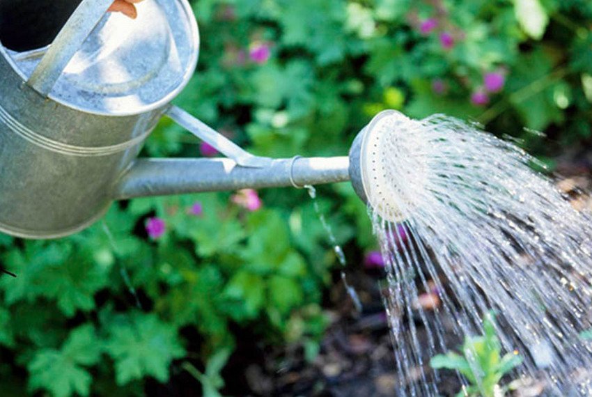 Полив гладіолусів Полив гладіолусів