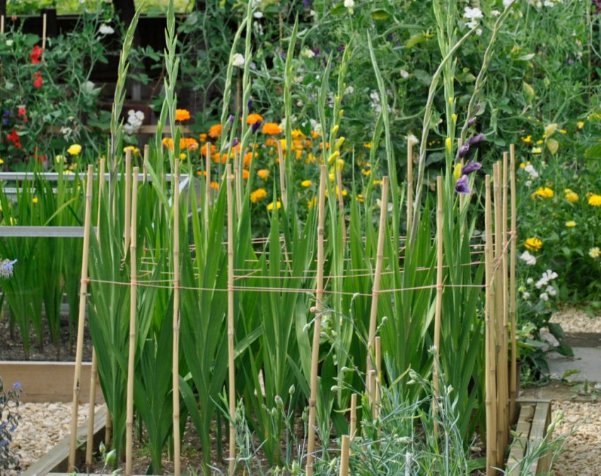 Опора для гладіолусів Опора для гладіолусів