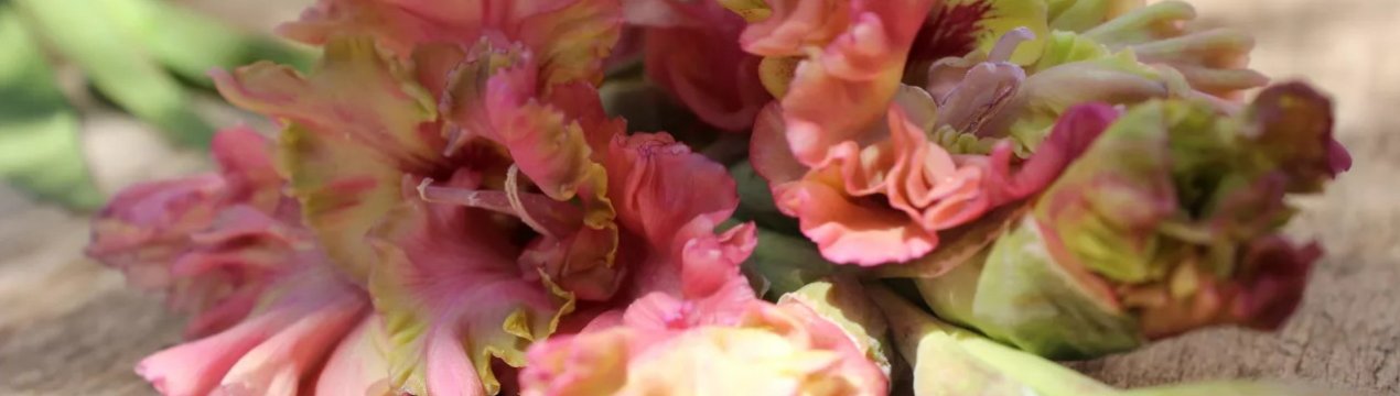 Опис гладіолуса сорту Прага, його посадка та догляд