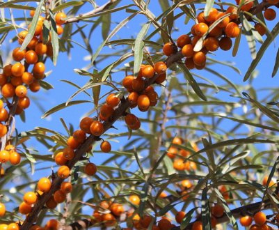 Описание облепихи сорта Чулышманка, её посадка и уход за ней