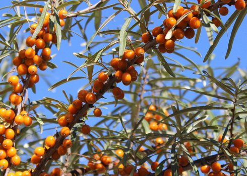 Описание облепихи сорта Чулышманка, её посадка и уход за ней