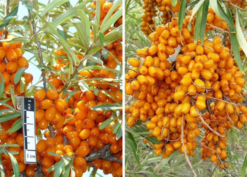 Облепиха Чулышманка