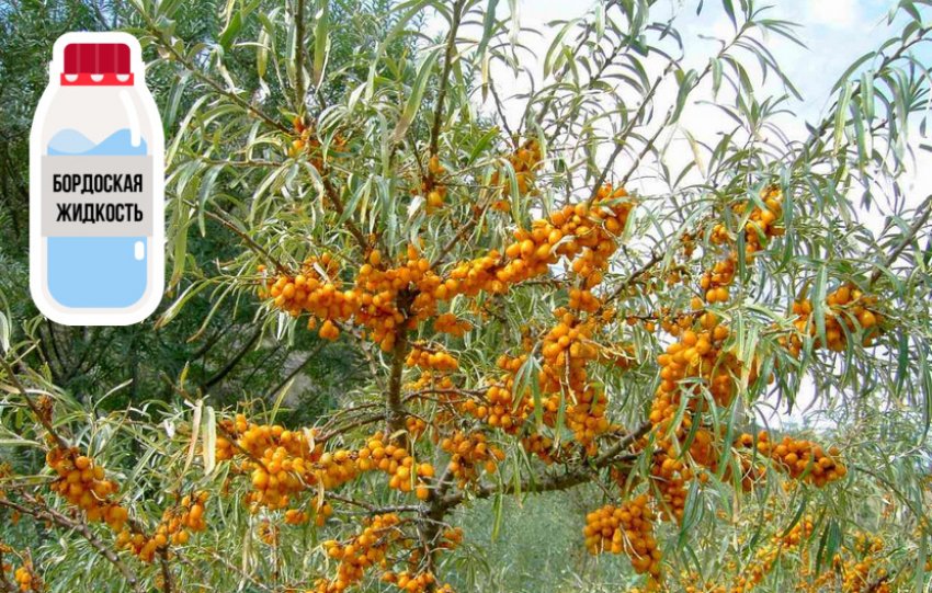 Обработка бордоской жидкостью