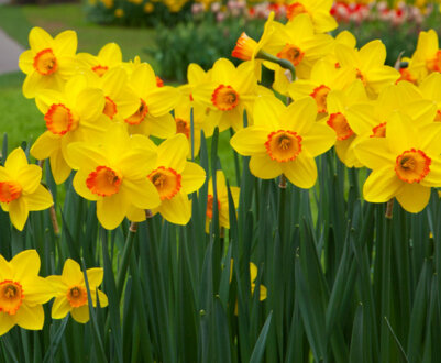 Докладний опис сортів та видів нарцисів