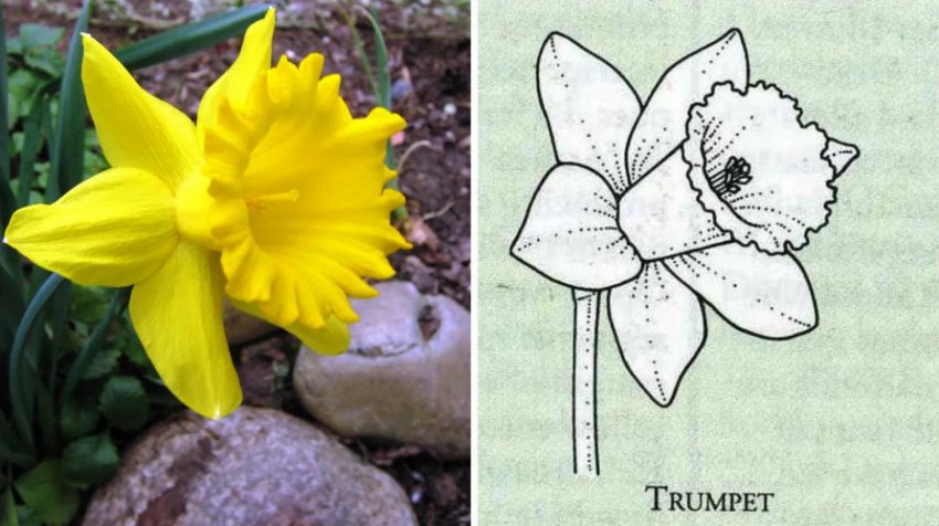 Трубчасті нарциси Трубчасті нарциси