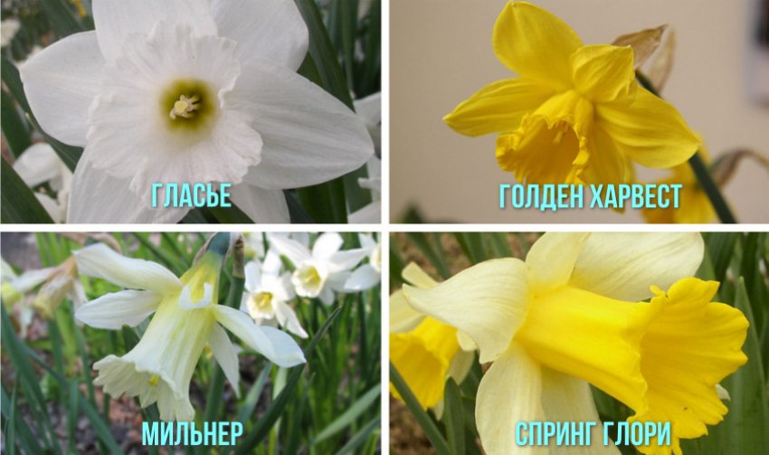 Сорти нарцисів Сорти нарцисів