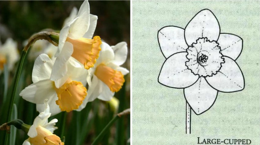 Крупнокорончасті нарциси Крупнокорончасті нарциси