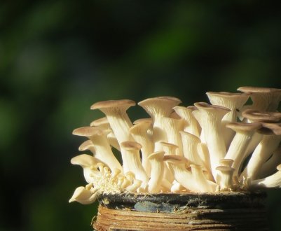 Перша міська грибна ферма відкрилася в Авіньйоні