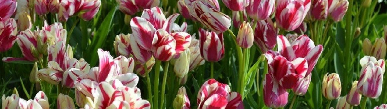 Особливості багатокольорових тюльпанів