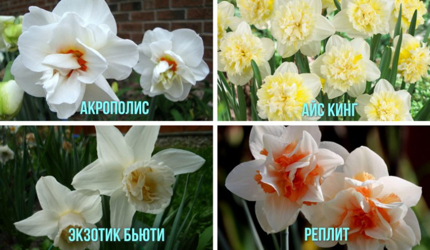 Поцвітілі нарциси Поцвітілі нарциси