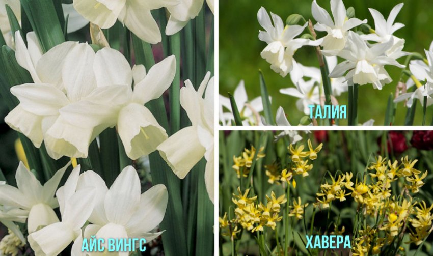 Тріандусові нарциси Тріандусові нарциси