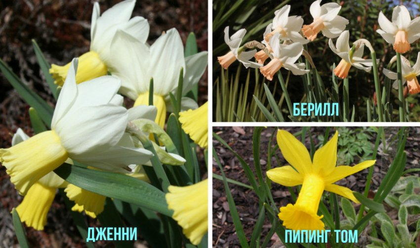 Цикламеновидні нарциси Цикламеновидні нарциси