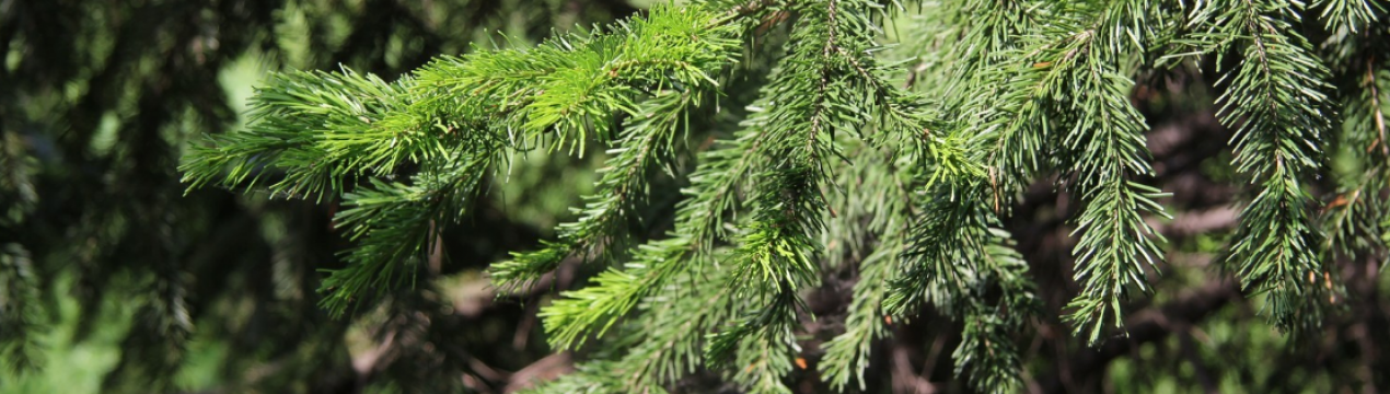 Особливості сибірської пихти