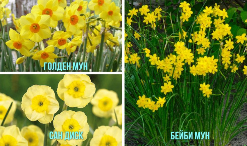 Жонкилієві нарциси Жонкилієві нарциси