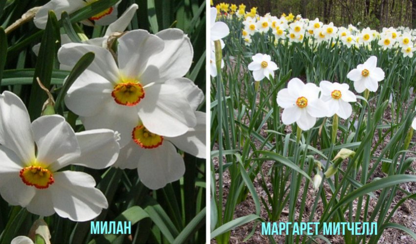 Поетичні нарциси Поетичні нарциси