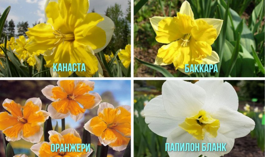 Разрезнокорончатые нарциссы Разрезнокорончатые нарциссы