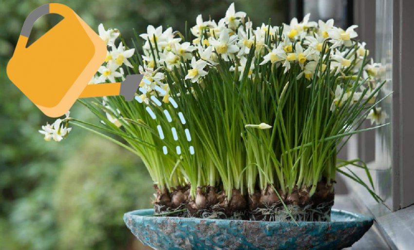 Полив нарцисів Полив нарцисів