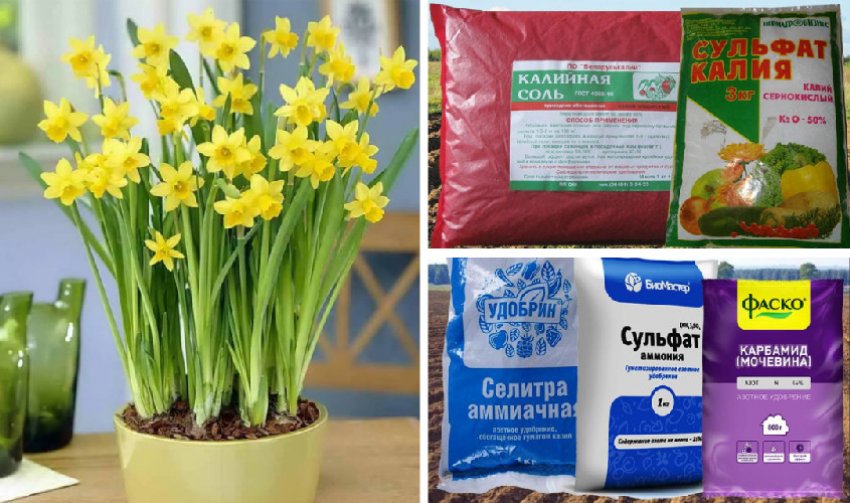Добрива для нарцисів Добрива для нарцисів