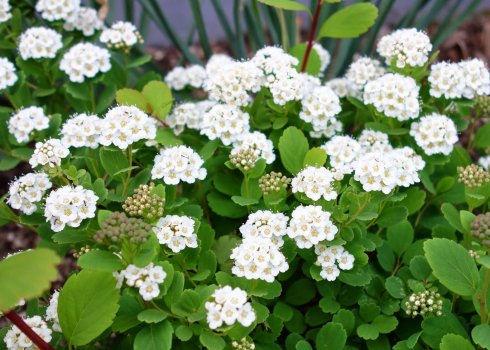 Свойства кустарника спиреи берёзолистной