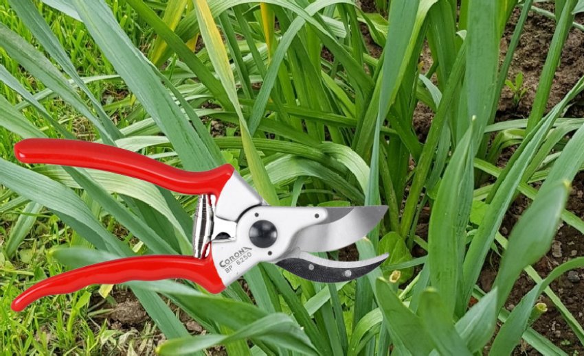 Обрізка нарцисів після цвітіння Обрізка нарцисів після цвітіння