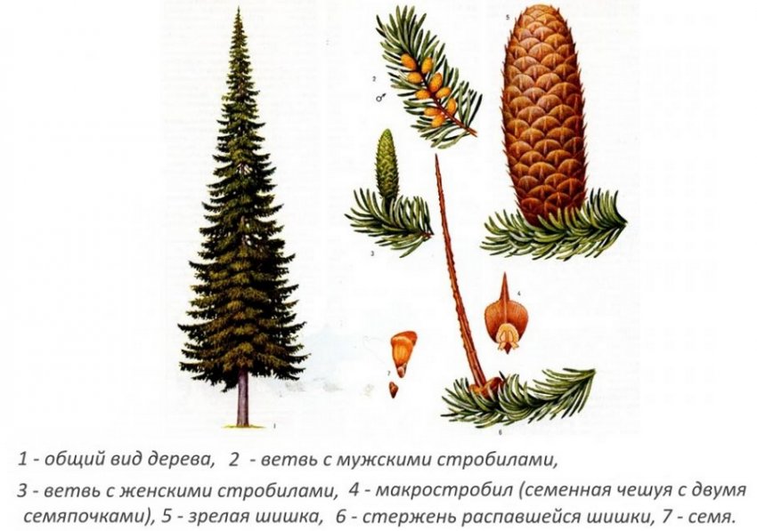 Шишки і голки сосни Шишки і голки сосни