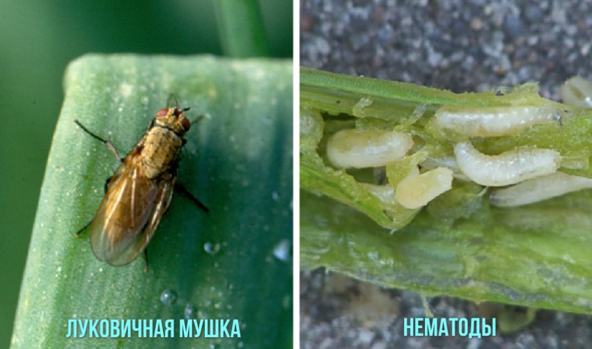 Шкідники нарцисів Шкідники нарцисів