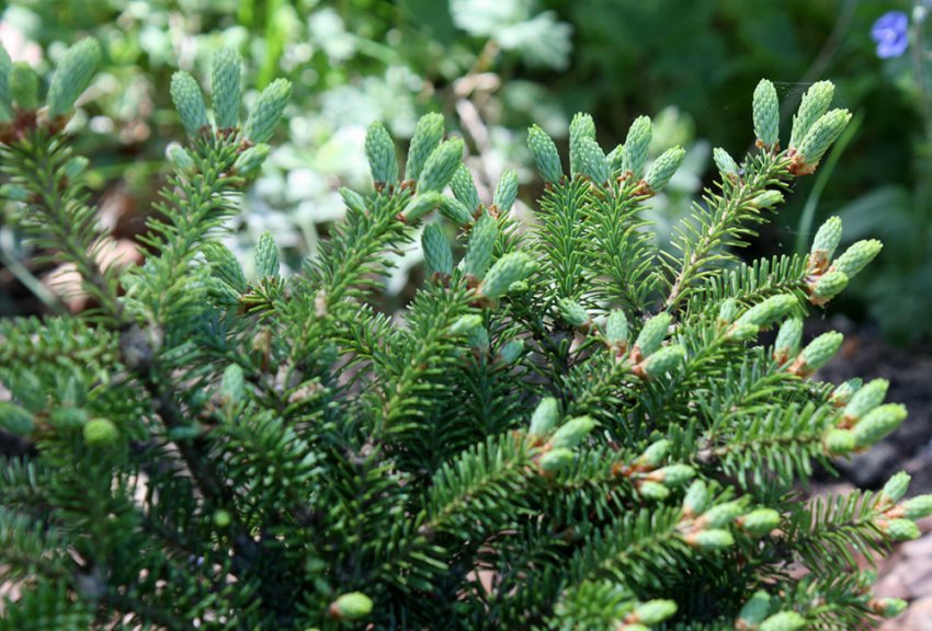 Бальзамічна пихта Бальзамічна пихта
