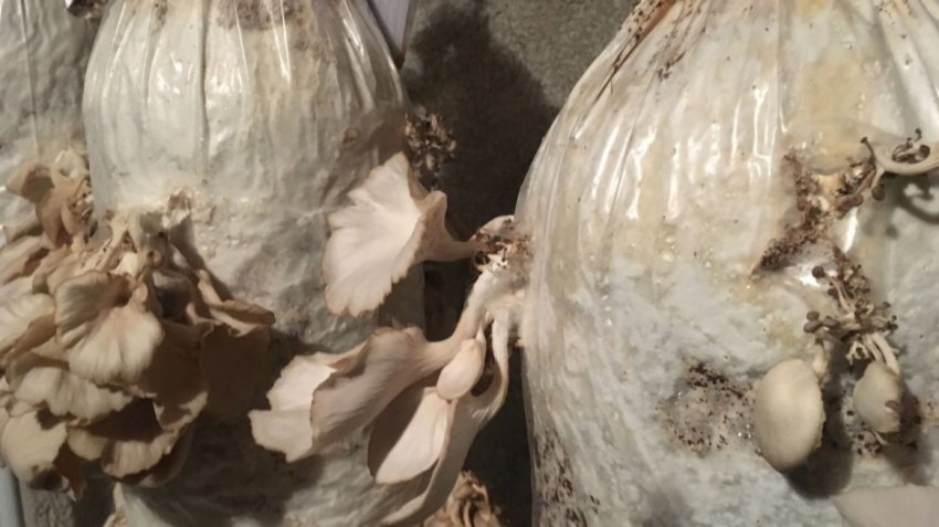 Перша міська грибна ферма відкрилася в Авіньйоні