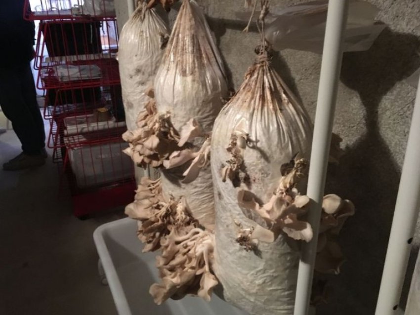 Перша міська грибна ферма відкрилася в Авіньйоні