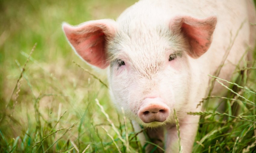 Це неминуче: АЧС увійде в Німеччину, Іспанію та Данію