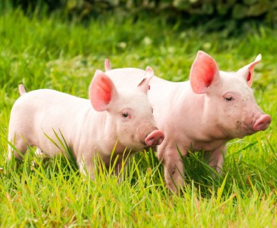 Це несхильне: АЧС (Африканська чума свиней) пошириться в Німеччину, Іспанію та Данію