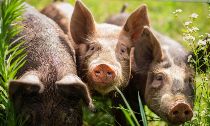 Неминуче: АЧС потрапить до Німеччили, Іспанії і Данії