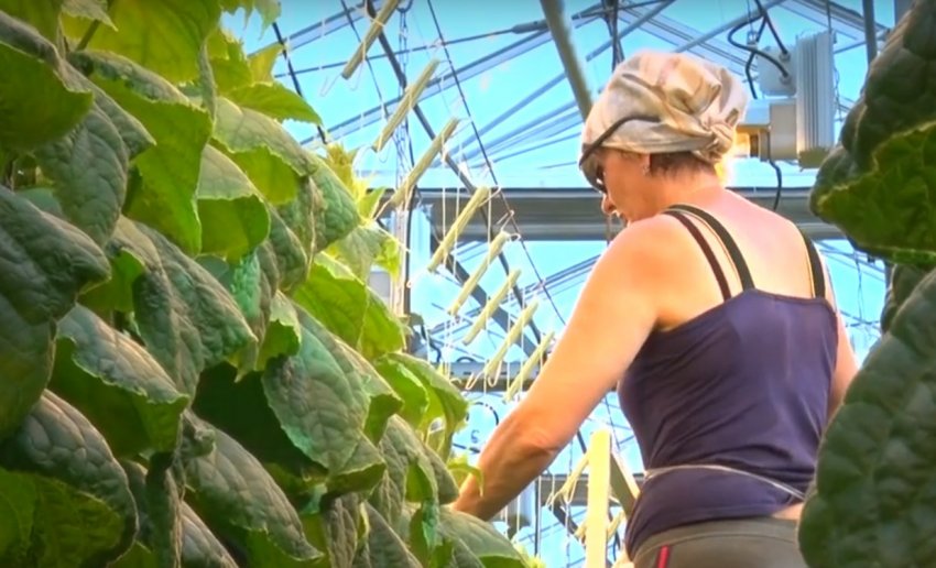 У Барнаулі збирають перший врожай осінніх тепличних огірків У Барнаулі збирають перший врожай осінніх тепличних огірків