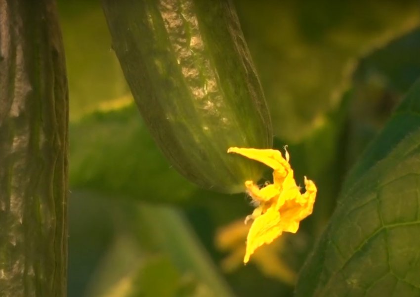 У Барнаулі збирають перший врожай осінніх тепличних огірків У Барнаулі збирають перший врожай осінніх тепличних огірків