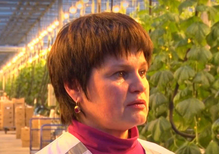 У Барнаулі збирають перший урожай осінніх тепличних огірків У Барнаулі збирають перший урожай осінніх тепличних огірків