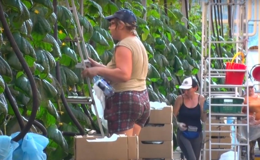 У Барнаулі збирають перший урожай осінніх тепличних огірків У Барнаулі збирають перший урожай осінніх тепличних огірків