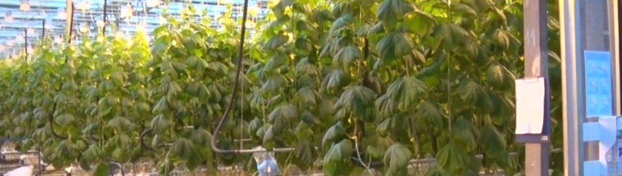 У Барнаулі збирають перший врожай осінніх тепличних огірків