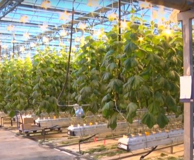 У Барнаулі збирають перший врожай осінніх тепличних огірків