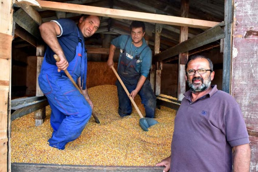 Хорватський фермер отримав рекордний врожай кукурудзи Хорватський фермер отримав рекордний врожай кукурудзи