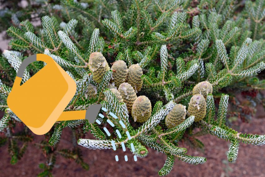 Полив пихти