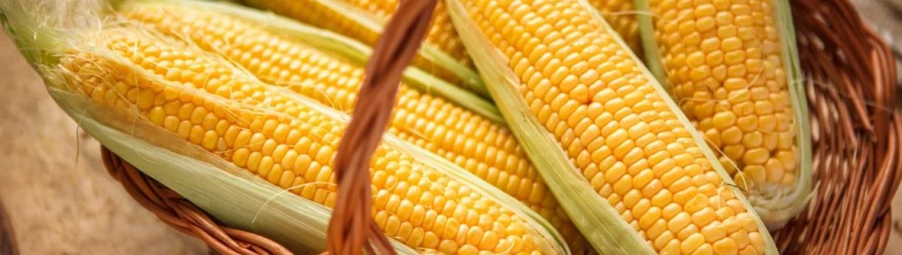 Хорватський фермер отримав рекордний врожай кукурудзи