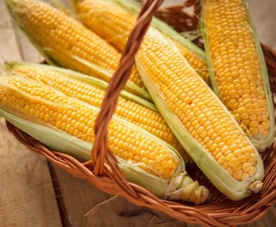 Хорватський фермер отримав рекордний врожай кукурудзи