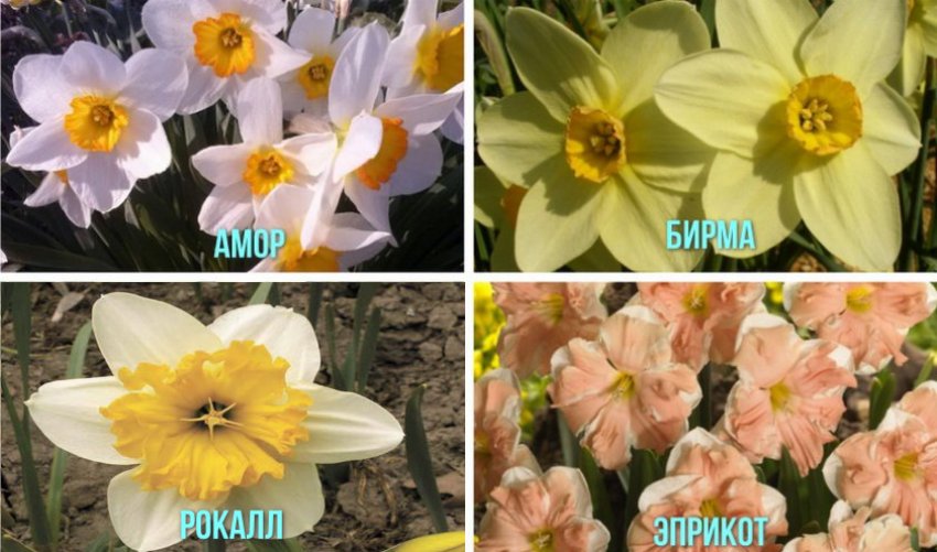 Дрібноквіткові нарциси Дрібноквіткові нарциси