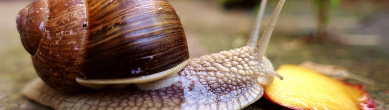 Фермери у Тернополі готові створити ринок равликів в Україні