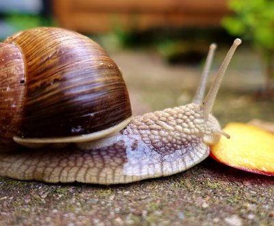 Фермери у Тернополі готові створити ринок равликів в Україні