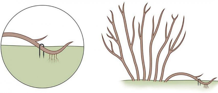 Рассаживание путём использования отводок