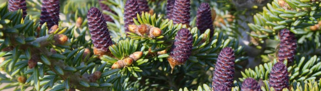 Вирощування кедра корейського: особливості посадки та догляду