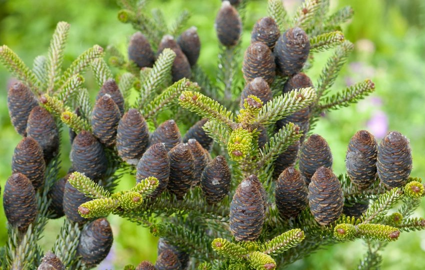 Пихта корейська