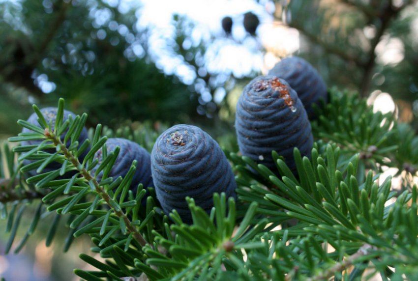 Пихта корейська